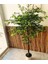 Yapay Ficus Benjamia 1.50 mt Boy Islak Doku 1.sınıf Yaprak Benjamin Ağacı 1