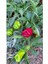 Biber Tohumu-1 ( 20 Adet) 1