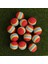 Çoklu Stil Çanta Yumuşak Eva Köpük Golf Topları Gökkuşağı Sünger Eğitim Topları Iç Mekan Golf Antrenman Topu Antrenman Yardımı Iç Mekan Antrenmanı (Yurt Dışından) 2