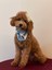 Köpek Desenli Mavi Bandana 1