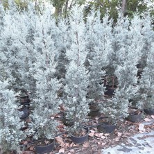 Fidan Sepetim Mavi Selvi ( Cupressus arizonica ) 150cm