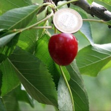 Mimoza Çiçek Lambert Kirazı , Yarı Bodur , Aşılı, Sertifikalı, Saksılı/tüplü