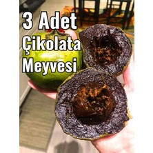 FidanBudur Çikolata Meyvesi, Çikolata Puding Meyvesi, Black Sapote, 3 Adet