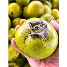 FidanBudur Çikolata Meyvesi, Çikolata Puding Meyvesi, Black Sapote, 3 Adet