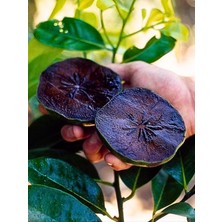 FidanBudur Çikolata Meyvesi, Çikolata Puding Meyvesi, Black Sapote, 3 Adet