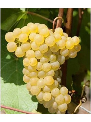 Mimoza Çiçek Narince Üzüm Fidanı 2 Yaş Aşılı Tüplü Sertifikalı