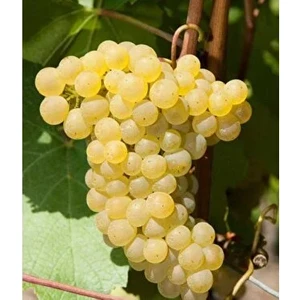 Mimoza Çiçek Narince Üzüm Fidanı 2 Yaş Aşılı Tüplü Sertifikalı