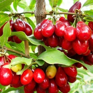 Mimoza Çiçek Kızılcık Fidanı Aşılı Tüplü Sertifikalı