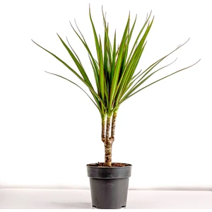 Fidan Burada Dracaena Marginata-Tek Gövdeli 30 Cm