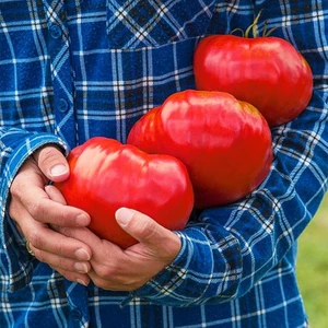 Çiftlik Domatesi Tohumu Geleneksel Tip Delicious Tomato Seeds Heirloom