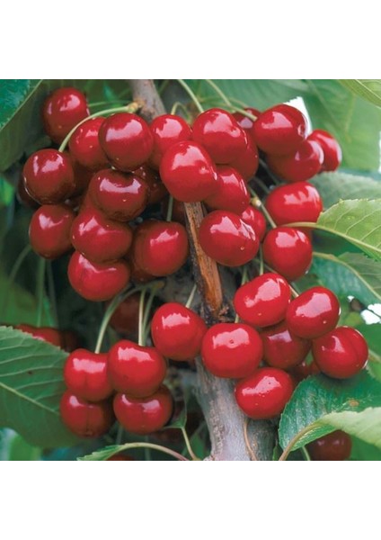 Lambert Kirazı , Yarı Bodur , Aşılı, Sertifikalı, Saksılı/tüplü fiyatları