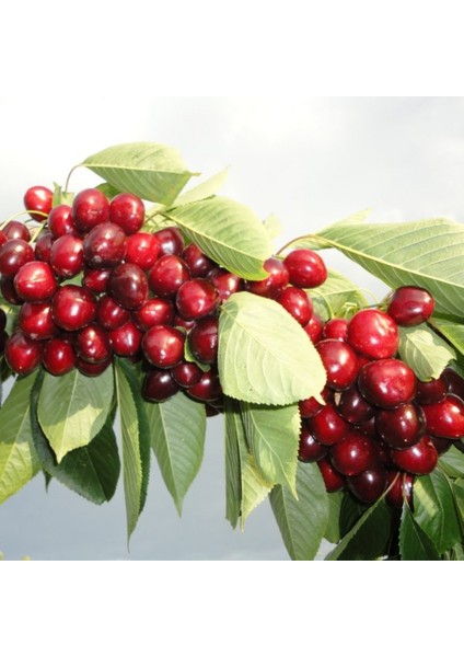 Lambert Kirazı , Yarı Bodur , Aşılı, Sertifikalı, Saksılı/tüplü modelleri