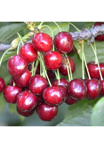 Lambert Kirazı , Yarı Bodur , Aşılı, Sertifikalı, Saksılı/tüplü fırsatları