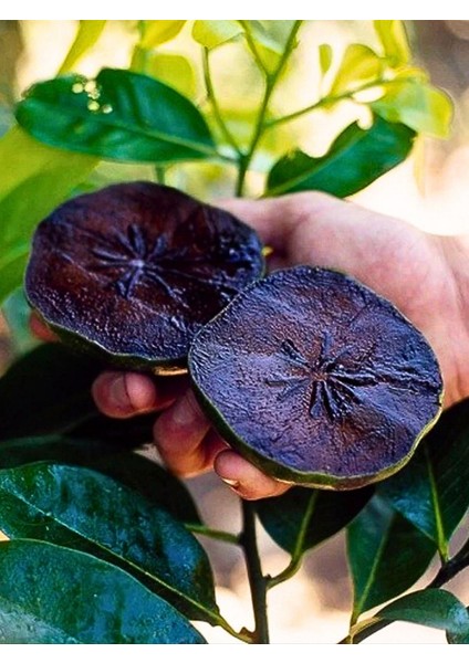 Çikolata Meyvesi, Çikolata Puding Meyvesi, Black Sapote, 3 Adet