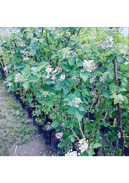 Böğürtlen Fidanı Aşılı Tüplüsertifikalı
