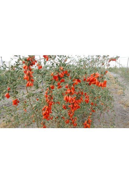 Goji Bery Fidanı Kurt Üzümü Tüplü Bol Verimli Sertifikalı fiyatları