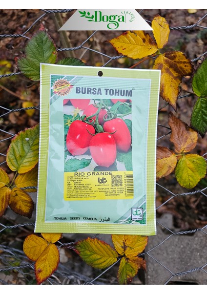 Rio Grande Salçalık Domates Tohumu