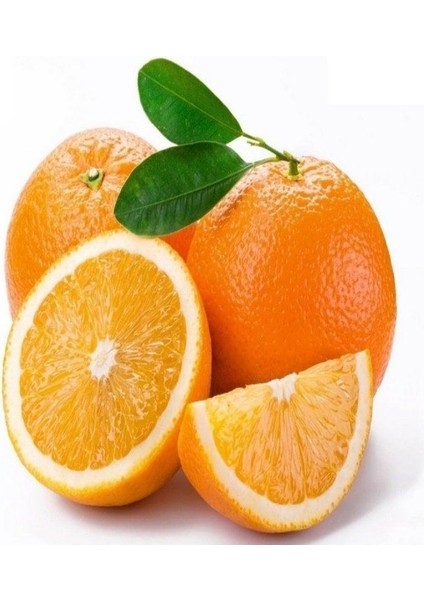 Meyve Verir Durumda Bodur Tipte Washıngton Portakal Fidanı (Tüplü)