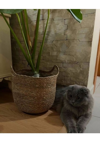 Dekoratif Yuvarlak Kulplu Sepet Saksılık 3lü Set fiyatları