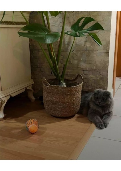 Dekoratif Yuvarlak Kulplu Sepet Saksılık 3lü Set fırsatları