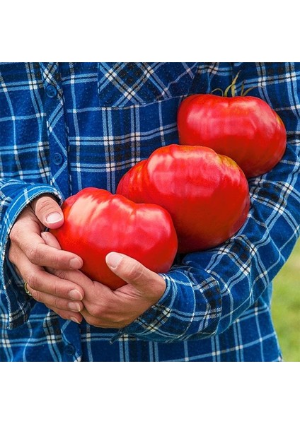 Çiftlik Domatesi Tohumu Geleneksel Tip Delicious Tomato Seeds Heirloom