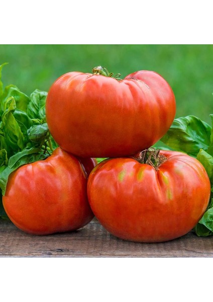 Çiftlik Domatesi Tohumu Geleneksel Tip Delicious Tomato Seeds Heirloom fırsatları