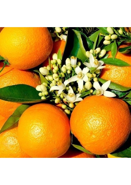 Tüplü 3 Yaş Rize Portakalı Fidanı