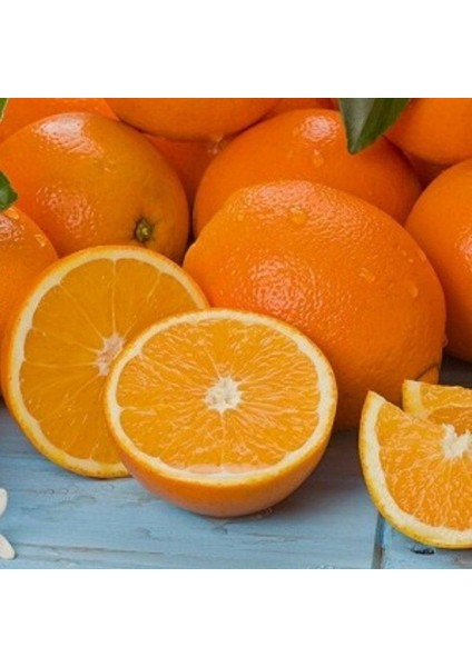 Tüplü 3 Yaş Rize Portakalı Fidanı