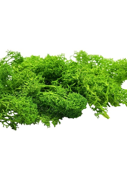 Açık Yeşil 30G Stili Çalılar Için 30G Liken Yosun Kümesi, Model Ağaçları Yeşillik Ölçekli Model Yapı Malzemesi Minyatür Ağaç Modeli Demiryolu Düzeni Diorama (Yurt Dışından)
