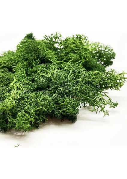 Açık Yeşil 30G Stili Çalılar Için 30G Liken Yosun Kümesi, Model Ağaçları Yeşillik Ölçekli Model Yapı Malzemesi Minyatür Ağaç Modeli Demiryolu Düzeni Diorama (Yurt Dışından)
