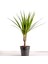 Dracaena Marginata-Tek Gövdeli 30 Cm 1