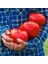 Çiftlik Domatesi Tohumu Geleneksel Tip Delicious Tomato Seeds Heirloom 1