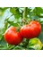 Çiftlik Domatesi Tohumu Geleneksel Tip Delicious Tomato Seeds Heirloom 3