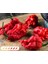 Hot Pepper Collector Carolına Reaper Biberi - Gerçek Taze Biber / 2,5 Milyon Scoville 5