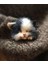 Kedi D Stili Yün Keçe Poke El Yapımı Dıy Malzeme Kiti Yün Iğne Bitmemiş Kedi Tilki Rakun Hayvan Broş Peluş Bebek Kadın Çanta Kolye (Yurt Dışından) 1