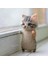 Cat4 Tarzı Kolay Sevimli Dıy Oyuncaklar Yün Keçe Kedi Bitmemiş Peluş Bebek Keçe Hayvan El Yapımı Oyuncak Kitleri Tilki Dıy Malzeme Paketi Benzersiz Kız Hediye (Yurt Dışından) 1