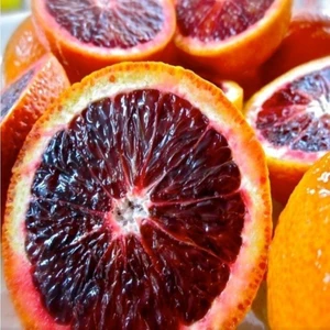 Berke Fidancılık Tüplü Çok Dallı Bodur Kan Portakalı Fidanı