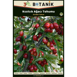 3A Botanik Kızılcık Ağacı Tohumu, 20 Adet Tohum, Cornus Mas