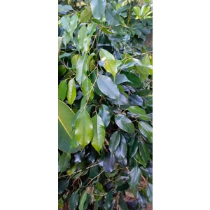 Saksılı Benjamin Salon Bitkisi (130CM)