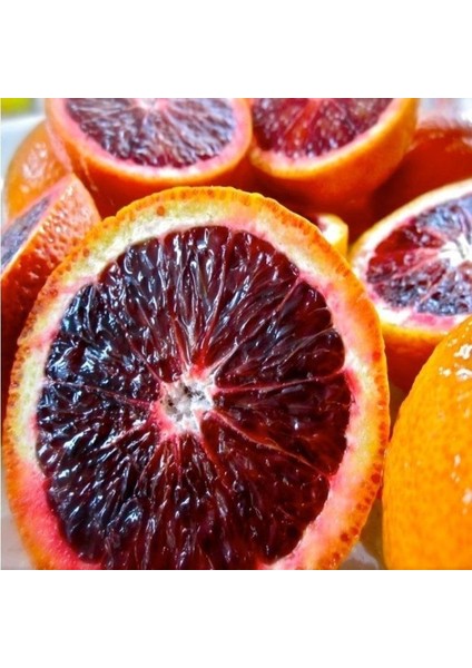 Tüplü Çok Dallı Bodur Kan Portakalı Fidanı