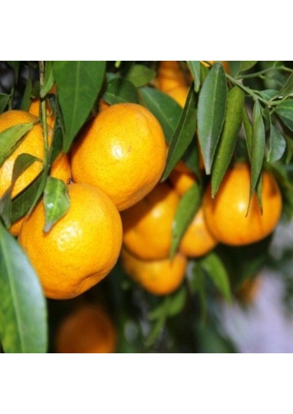 Çekirdeksiz Tüplü Bodrum Mandalinası Fidanı