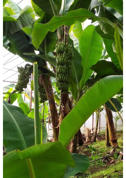 3 kg Muz - Anamur fırsatları