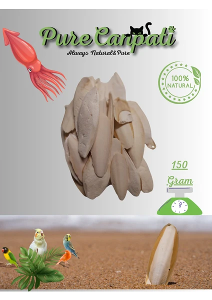 Purecanpati Mürekkep Balığı Kalamar Kemiği 150GR Kırıklı ve Ufak Boy Kalamar Kemiği 150 Gram + Tutacak  +