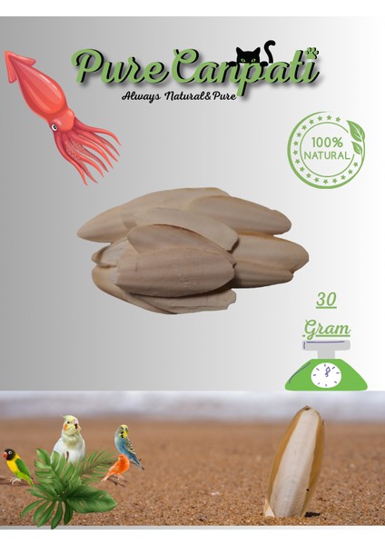 Kalamar Kemiği Subye Kemiği Kırıklı ve Ufak Boy Kalamar Kemiği 30GRAM
