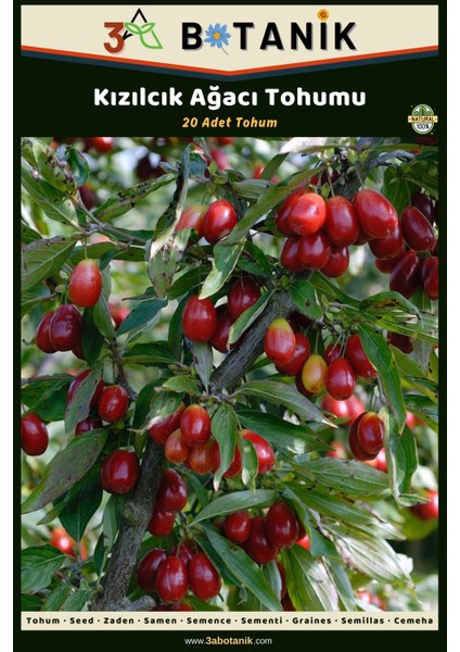 Kızılcık Ağacı Tohumu, 20 Adet Tohum, Cornus Mas