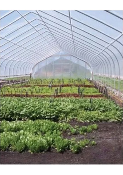 12X50 mt , 36 Ay, Kalın, Uv Katkılı, 350 Mikron Su Geçirmez Sera Örtüsü Naylonu