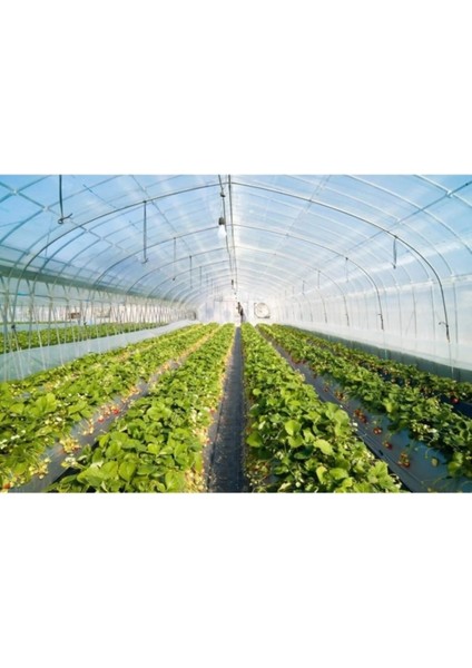 3X40 Mt, 12 Ay, Uv KATKILI,200 Mikron Şeffaf, Su Geçirmez Naylon Örtü fırsatları