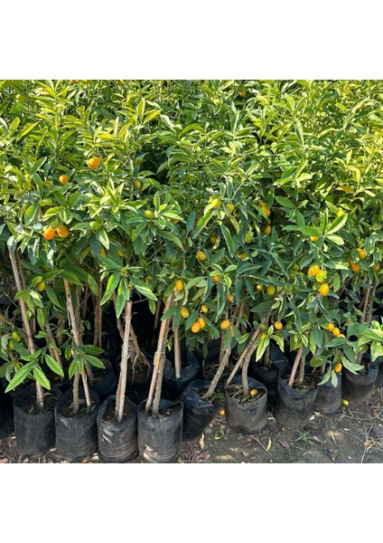 3 Yaş Tüplü Nagami Kamkat (Süs Portakalı) Fidanı (Aşılı)