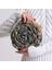 Vintage Organic Hand Paint Fall In Love SE707 2
