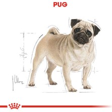 Royal Canin Pug Adult Yetişkin Köpek Maması 1,5 kg